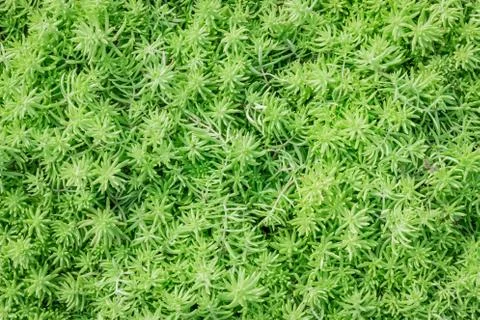 Green leaf pattern Stock Photos