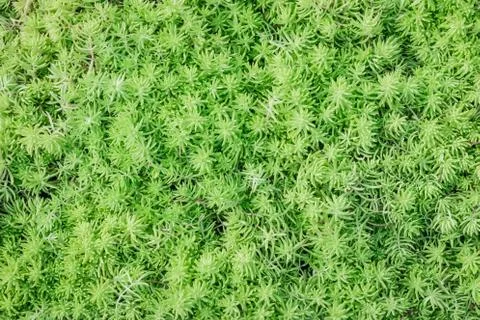 Green leaf pattern Stock Photos