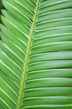 Green Leaf Pattern Stock Photos