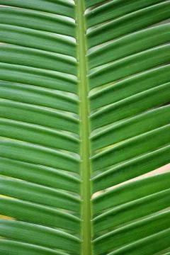 Green Leaf Pattern 写真素材