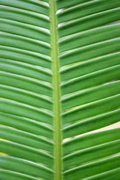 Green Leaf Pattern 스톡 사진