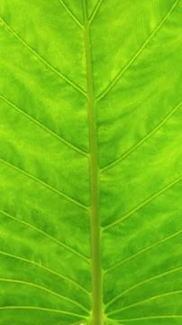 Green leaf pattern Stock Photos