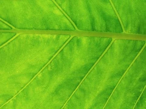 Green leaf pattern Stock Photos