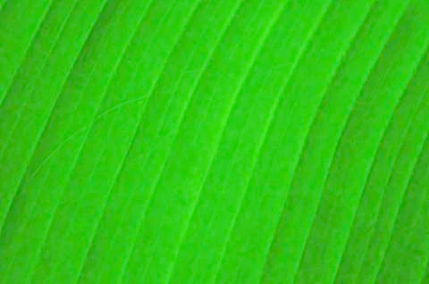 Green leaf pattern Stock Photos