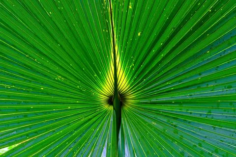 Green leaf pattern Stock Photos