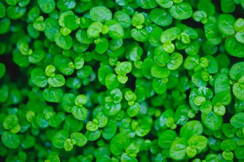 Green leaf pattern Stock Photos