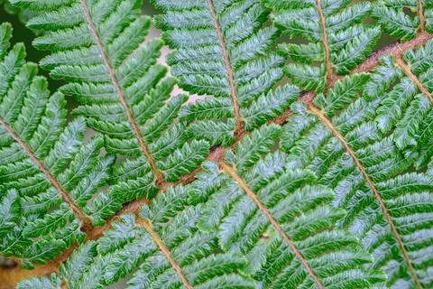 Green leaf pattern Stock Photos