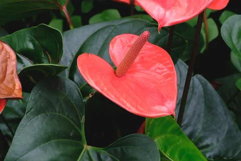 Green leaf pattern Stock Photos