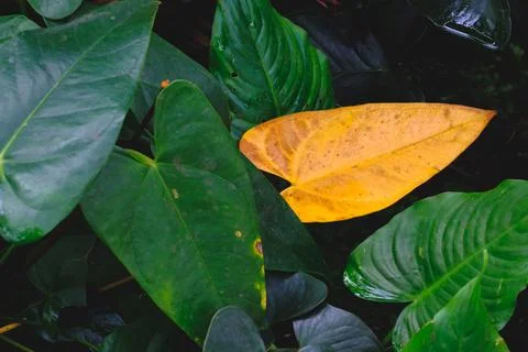 Green leaf pattern Stock Photos