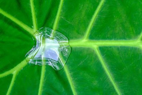 Green leaf pattern Stock Photos