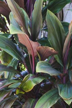 Green leaf pattern Stock Photos