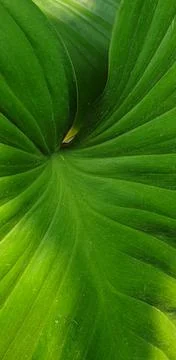 Green leaf pattern. Stock Photos