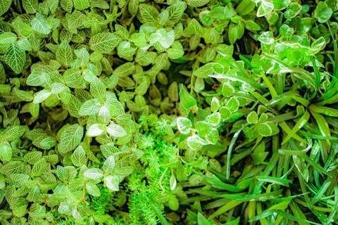 Green leaf pattern Stock Photos