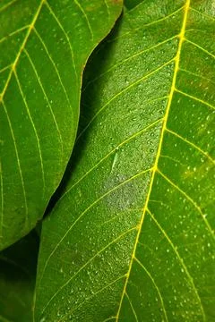Green leaf pattern Stock Photos