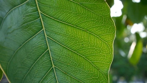 Green leaf pattern with rear sun light nature footage video clip Stock Footage 97614368
