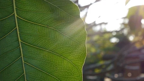 Green leaf pattern with rear sun light nature footage video clip Stock Footage 97614387
