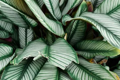 Green leaf pattern on the surface for background or wallpaper. 스톡 사진