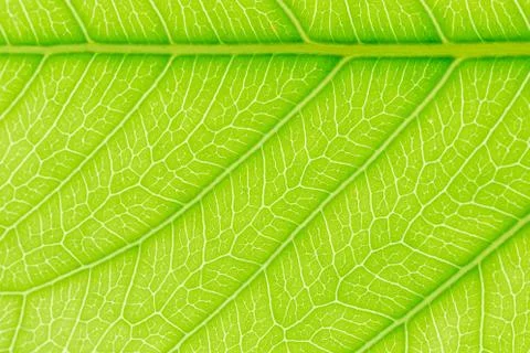Green Leaf pattern texture background with light behind for website template Stock Photos