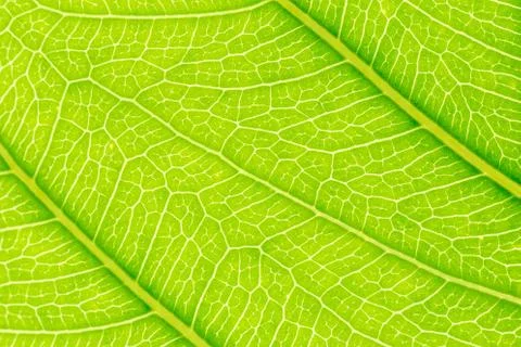 Green Leaf pattern texture background with light behind for website template Stock Photos