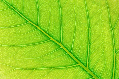 Green Leaf pattern texture background with light behind for website template 스톡 사진