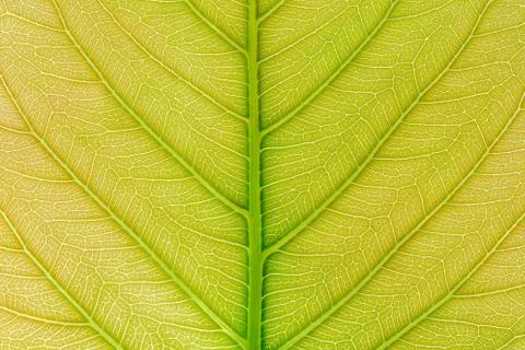 Green Leaf pattern texture background with light behind for website template 스톡 사진