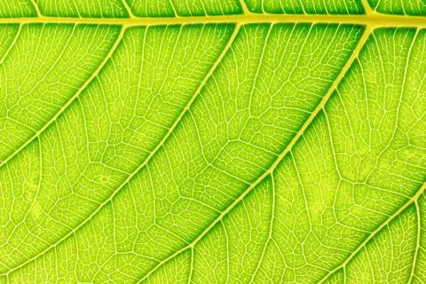 Green Leaf pattern texture background with light behind for website template, Фото