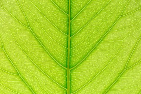 Green Leaf pattern texture background with light behind for website template, 스톡 사진