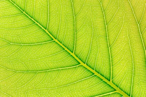 Green Leaf pattern texture background with light behind for website template, 스톡 사진