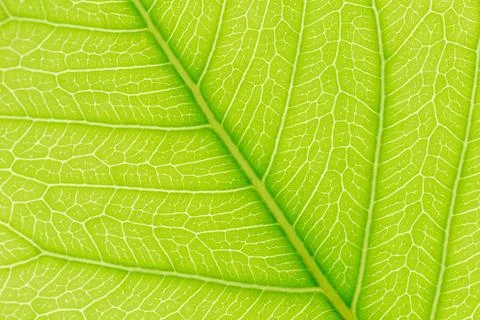 Green Leaf pattern texture background with light behind. Foto stock