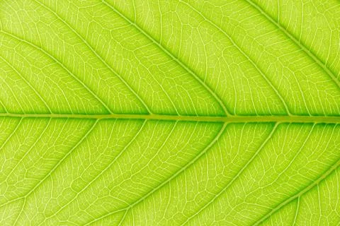 Green Leaf pattern texture background with light behind for website template. Foto stock