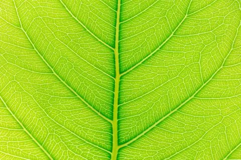 Green Leaf pattern texture background with light behind for website template. Foto stock
