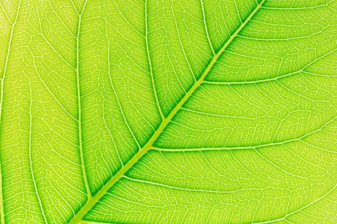 Green Leaf pattern texture background with light behind for website template. 스톡 사진
