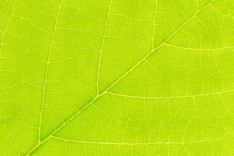 Green leaf pattern texture background with light behind for website template. 스톡 사진