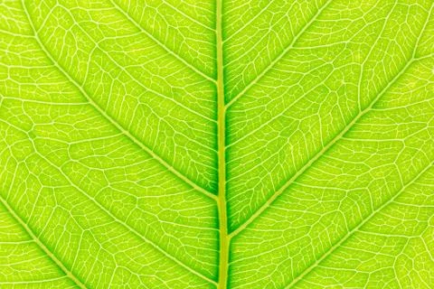Green leaf pattern texture background with light behind for website template. Foto stock