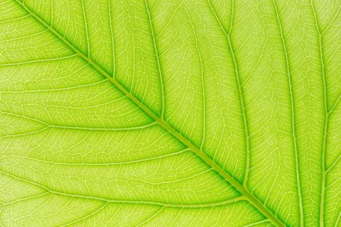 Green leaf pattern texture background with light behind for website template. Foto stock