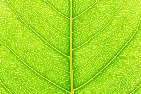 Green leaf pattern texture background with light behind for website template. 스톡 사진