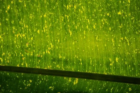 Green leaf pattern texture background Stock Photos