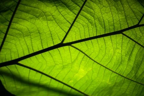Green leaf pattern texture background Stock Photos
