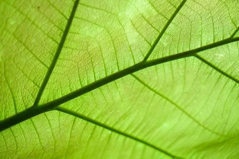 Green leaf pattern texture background Stock Photos