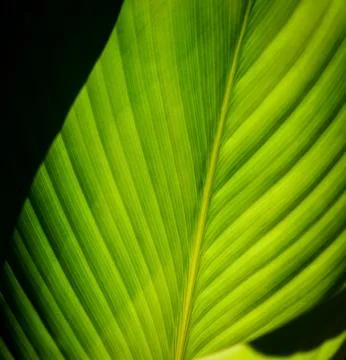 Green leaf pattern texture background Stock Photos