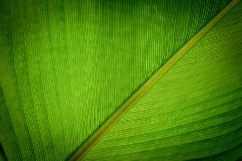 Green leaf pattern texture background Stock Photos