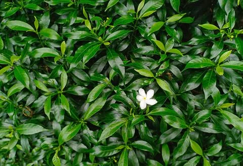 Green leaf pattern texture backgrounds. nature backgrounds design Stock Photos