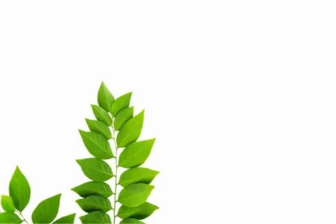 The Green leaf pattern on white background Foto stock