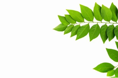 The Green leaf pattern on white background Foto stock