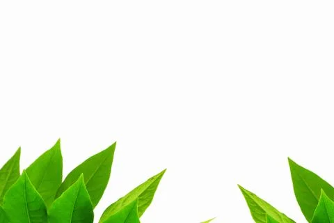 The Green leaf pattern on white background Foto stock