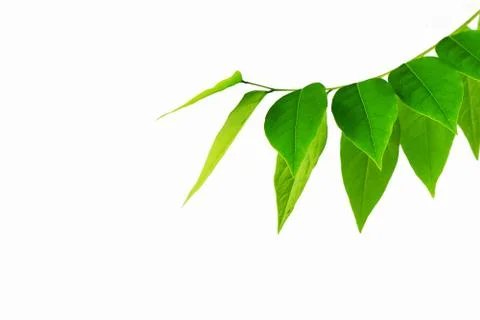 The Green leaf pattern on white background Foto stock