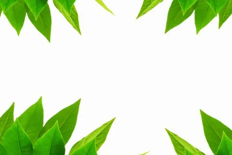 The Green leaf pattern on white background Foto stock