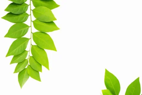 The Green leaf pattern on white background Foto stock