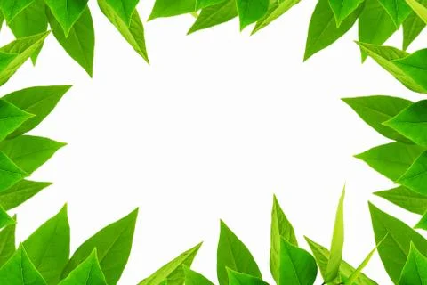 The Green leaf pattern on white background Foto stock