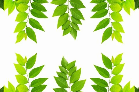 The Green leaf pattern on white background Foto stock